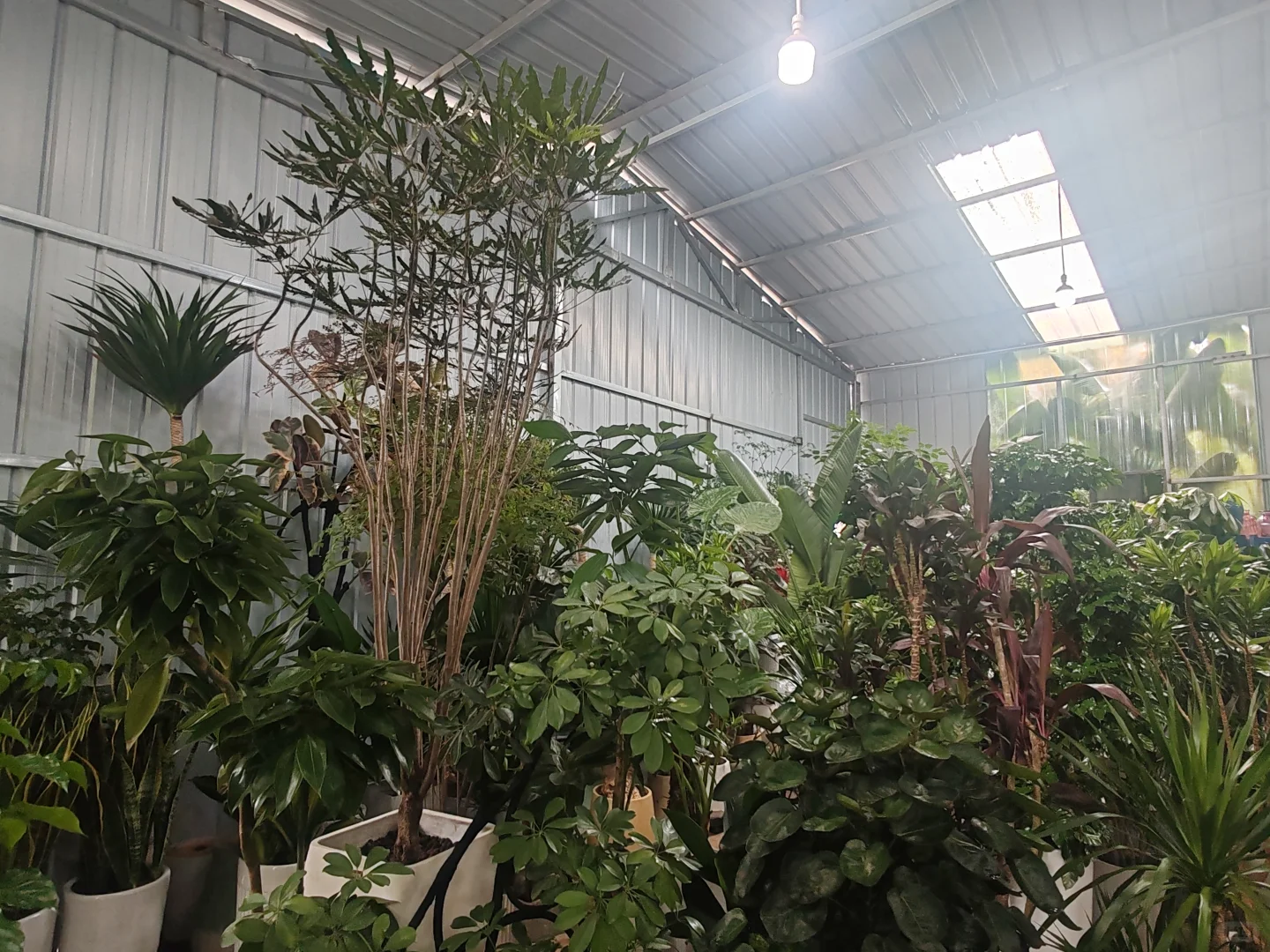 绿植