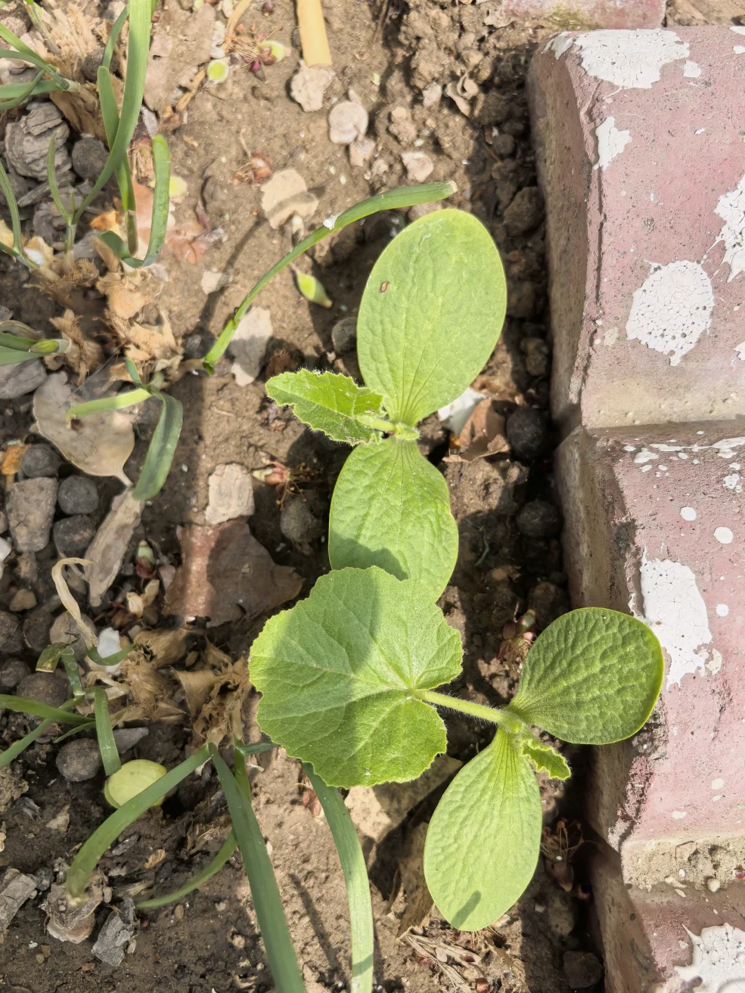 地里不断冒出野苗，怎么办？