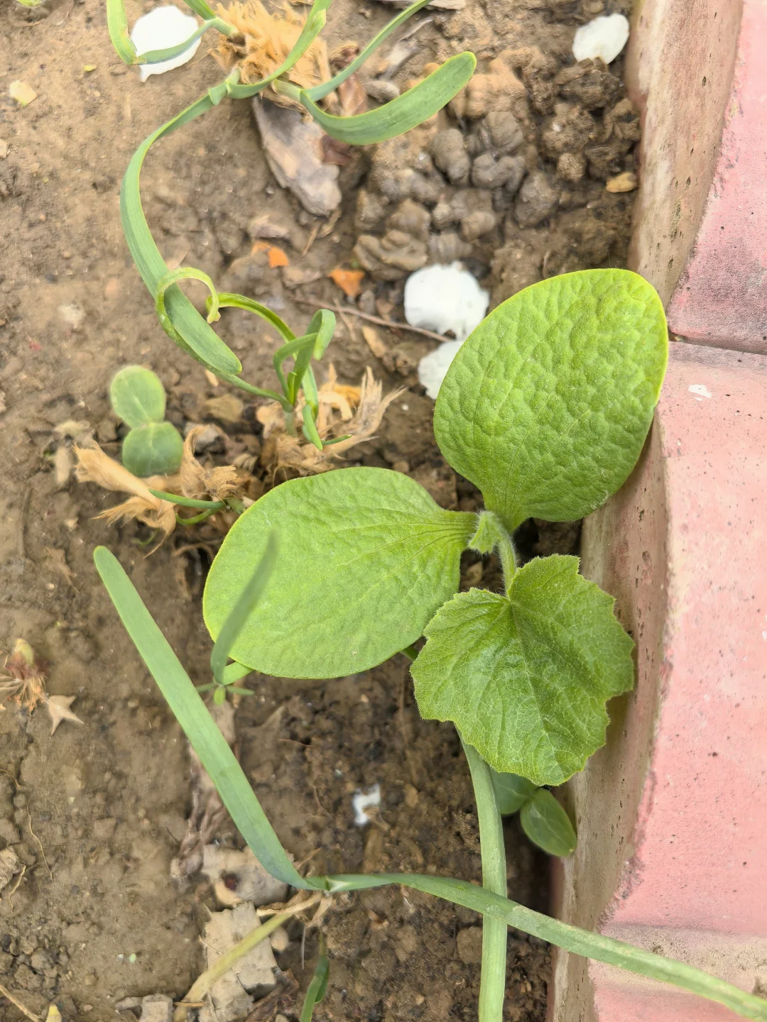 地里不断冒出野苗，怎么办？