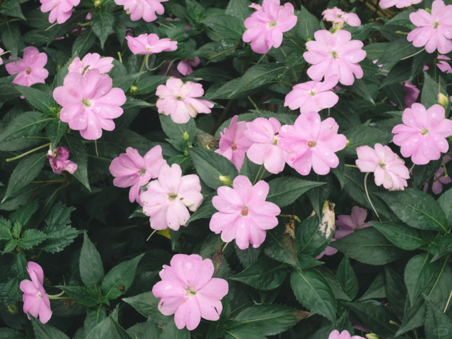 花花 | 苏丹凤仙花