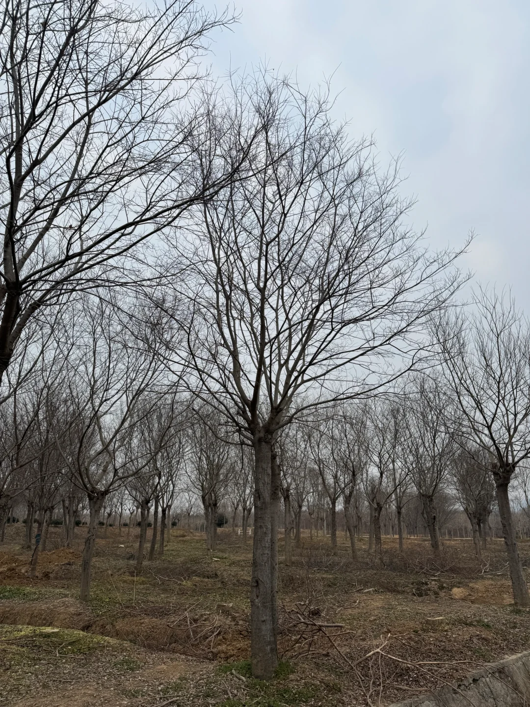 我家近千亩苗圃