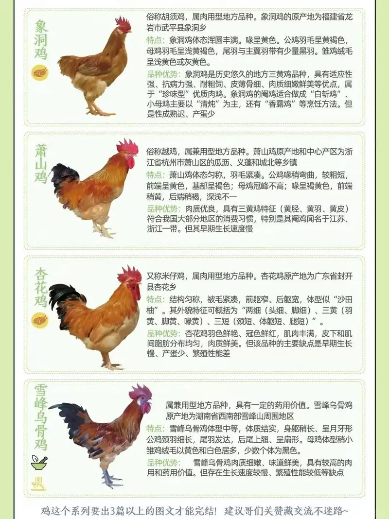 鸡种图鉴三:不止是美味,更是基因库