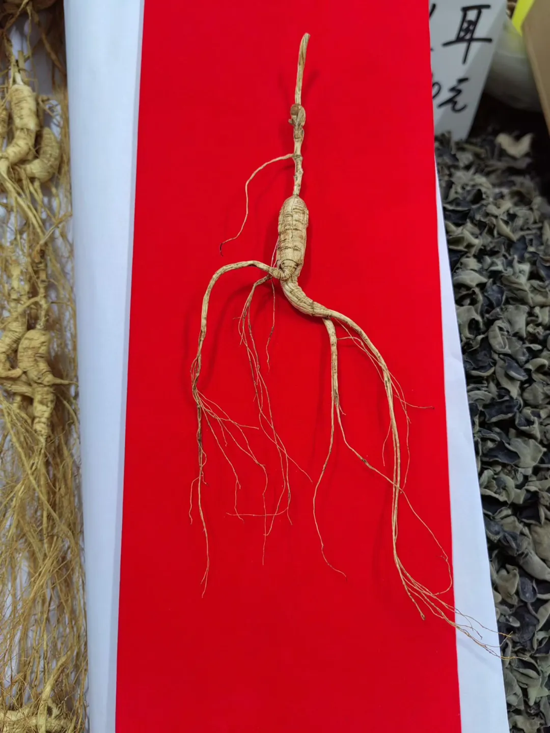 野生林下山参