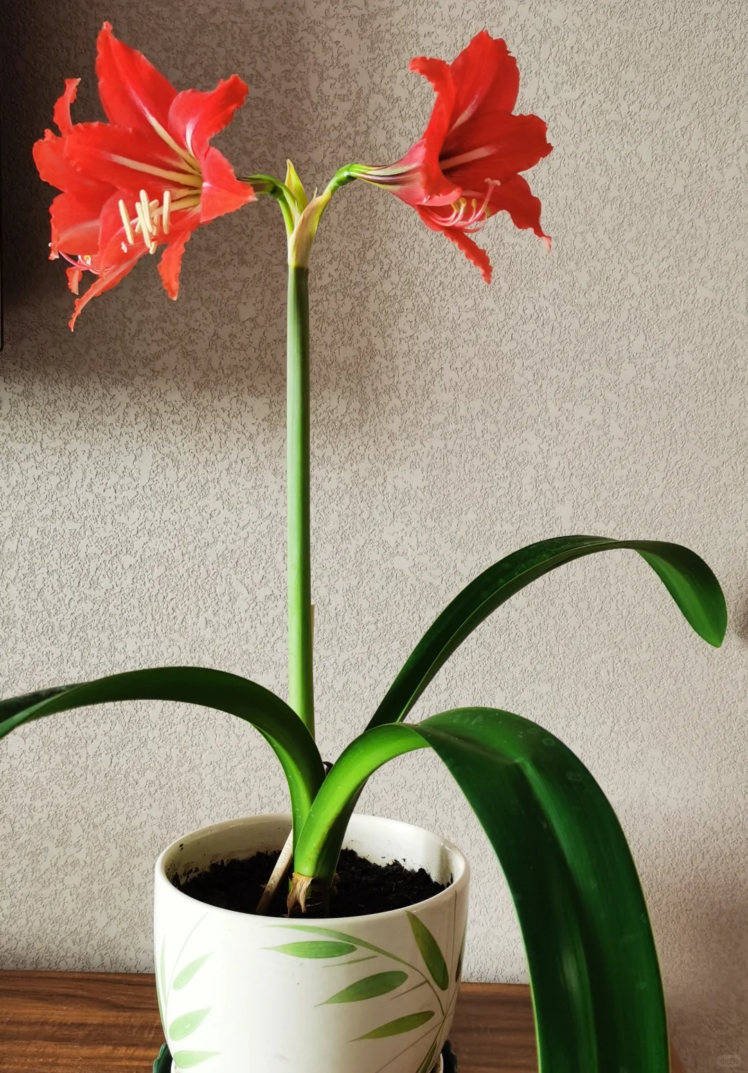期待花开