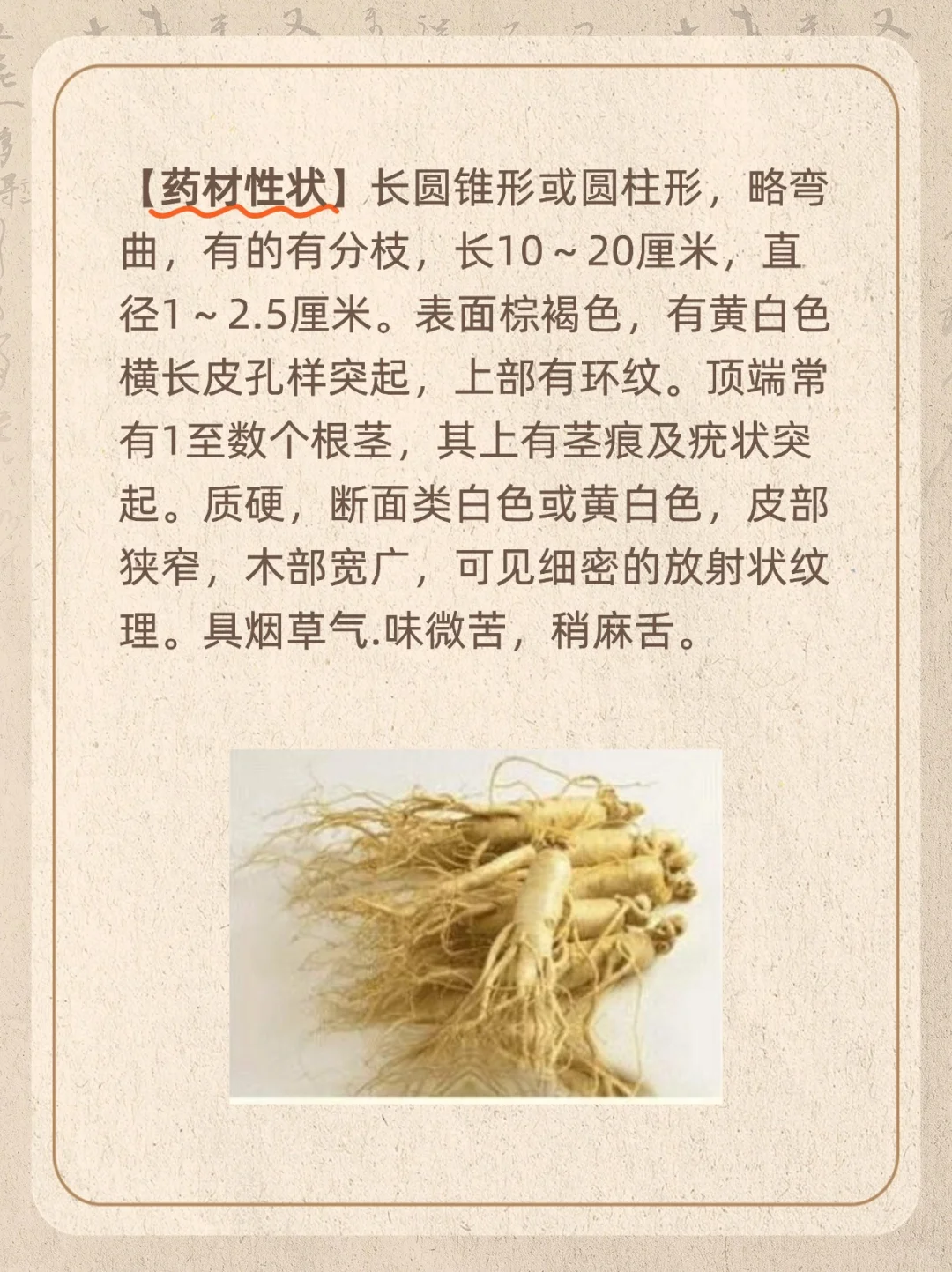 ? 华山参：熬夜党必备，秒回血