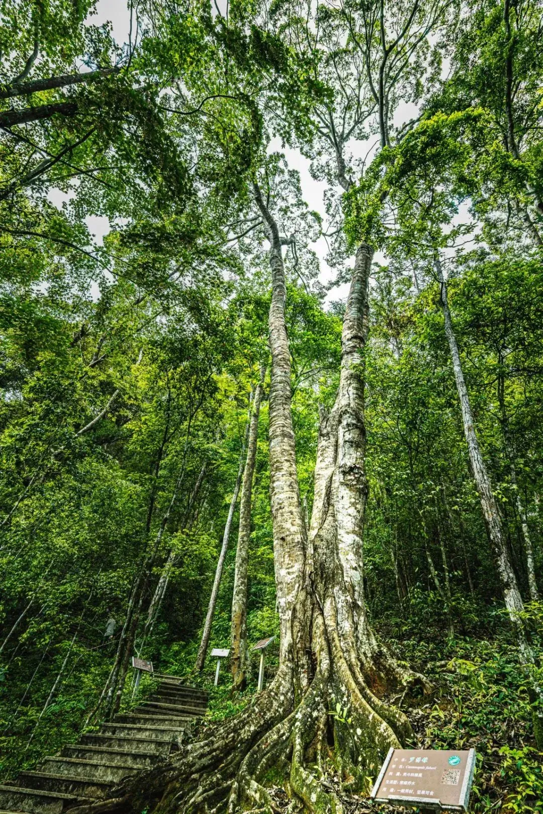 福建隐藏的千年森林！背后故事太戳人了！