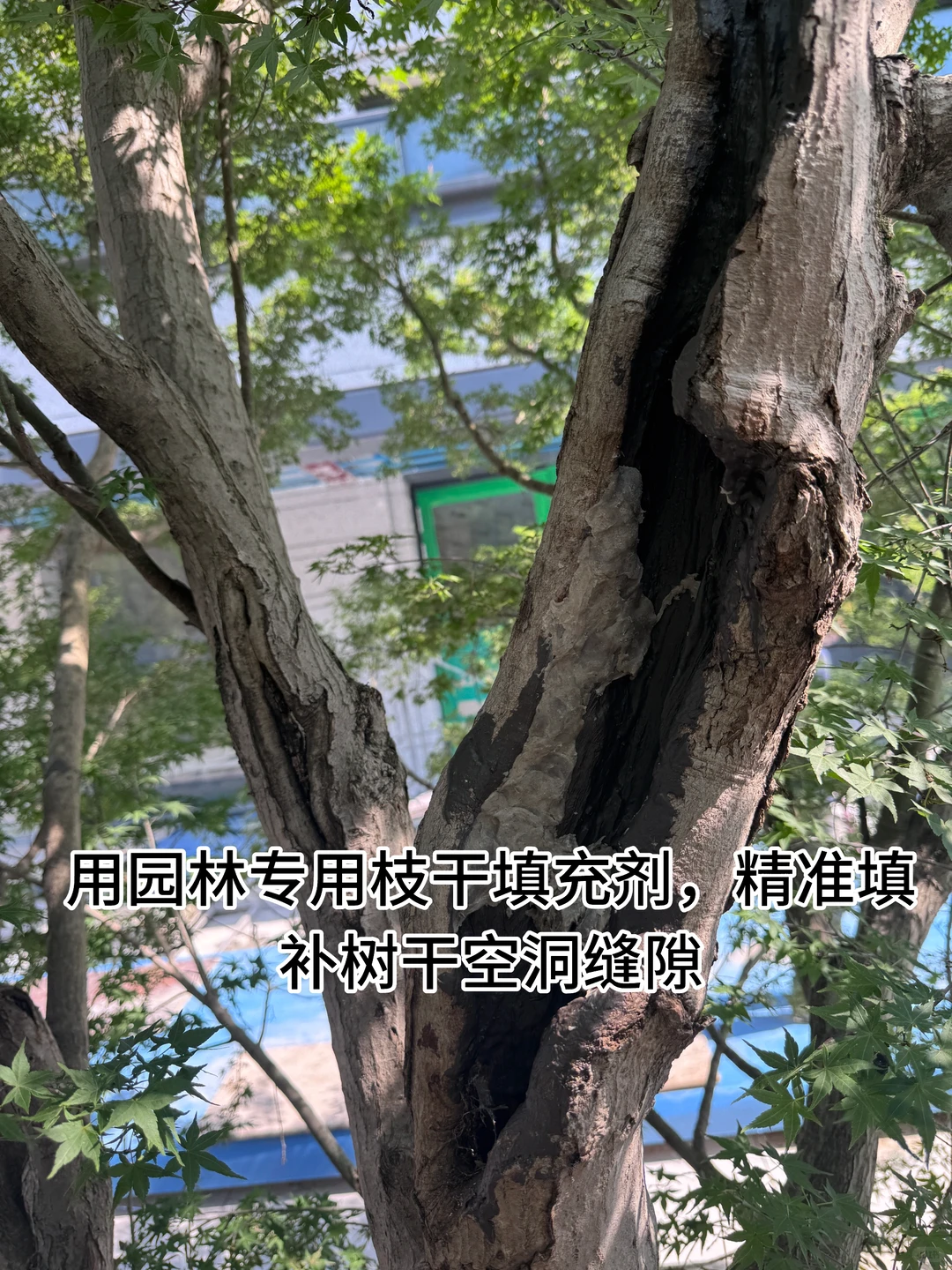 花了40万从日本买了一颗羽毛红枫树