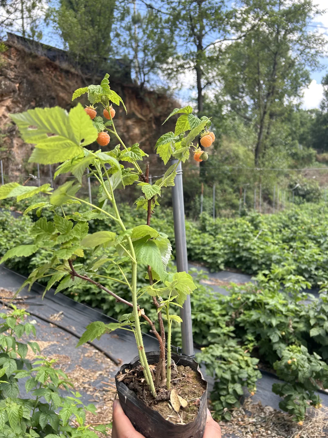 爱吃！男朋友直接给我把树莓苗搬回家说