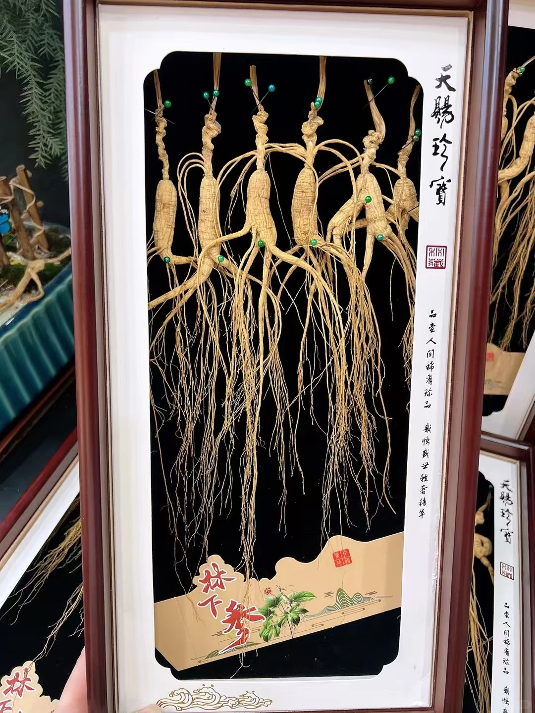 【林下野籽货】1