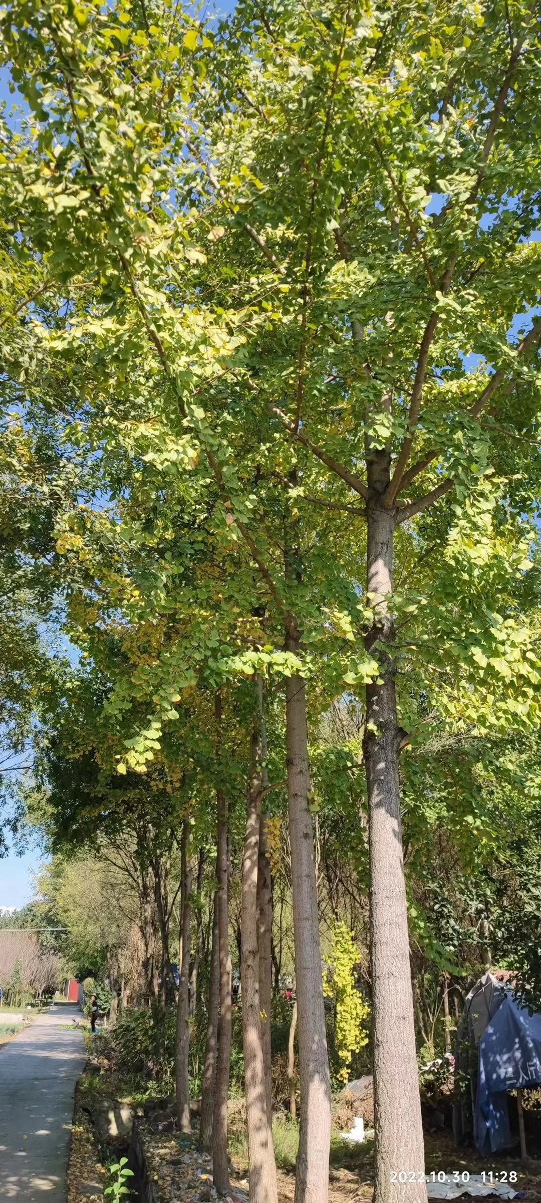 我爸让我把这些树卖出去?