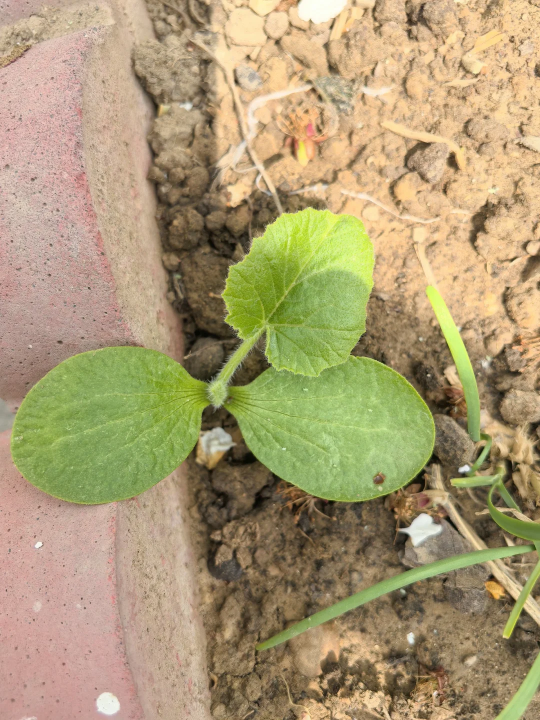 地里不断冒出野苗，怎么办？