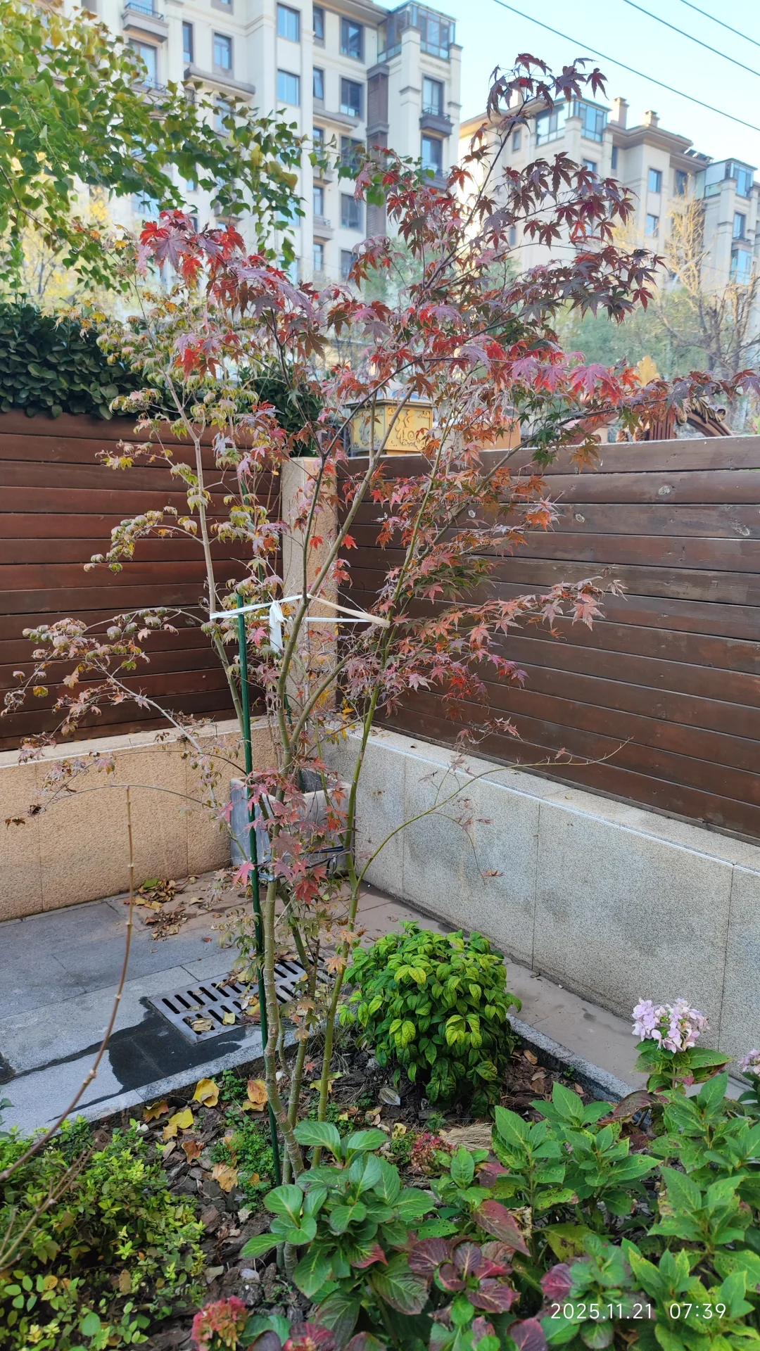 橘生淮南则为橘 生淮北则为枳