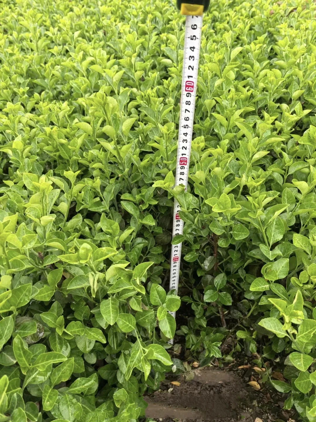 冬青，为毛有需要的吗？