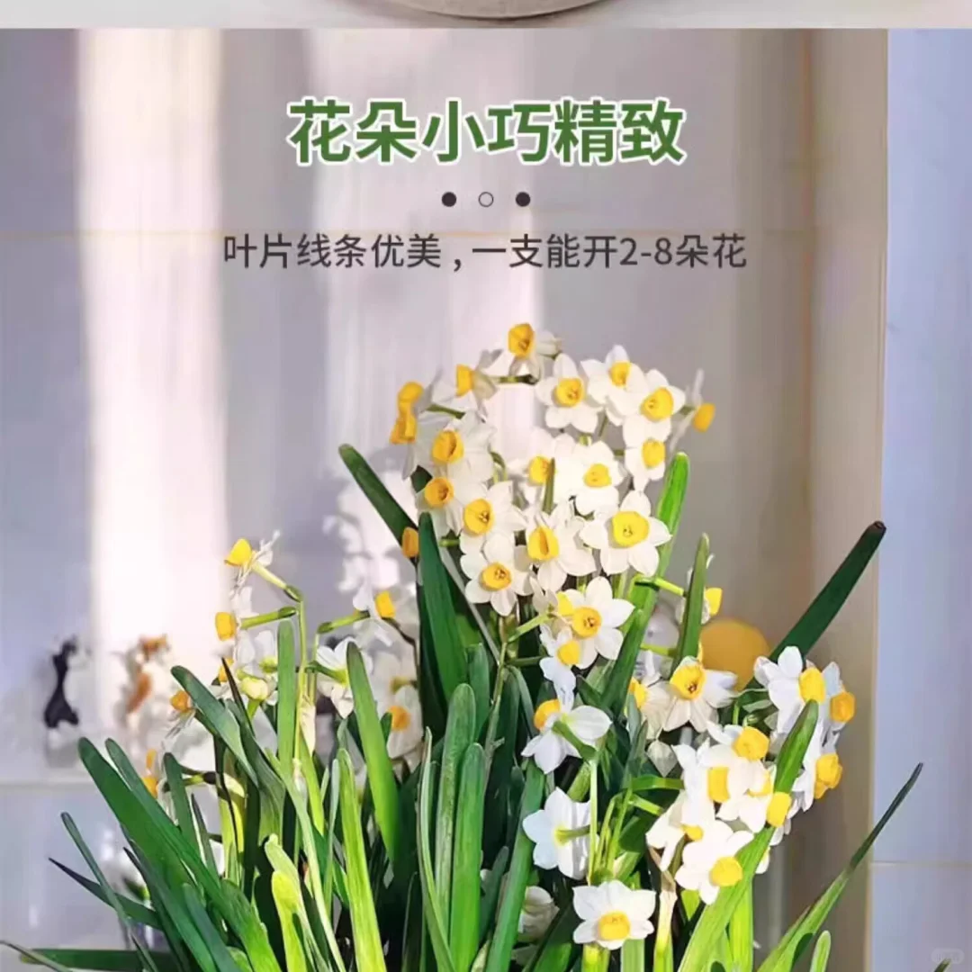 ✨全网首发｜漳州水仙花盆栽种草