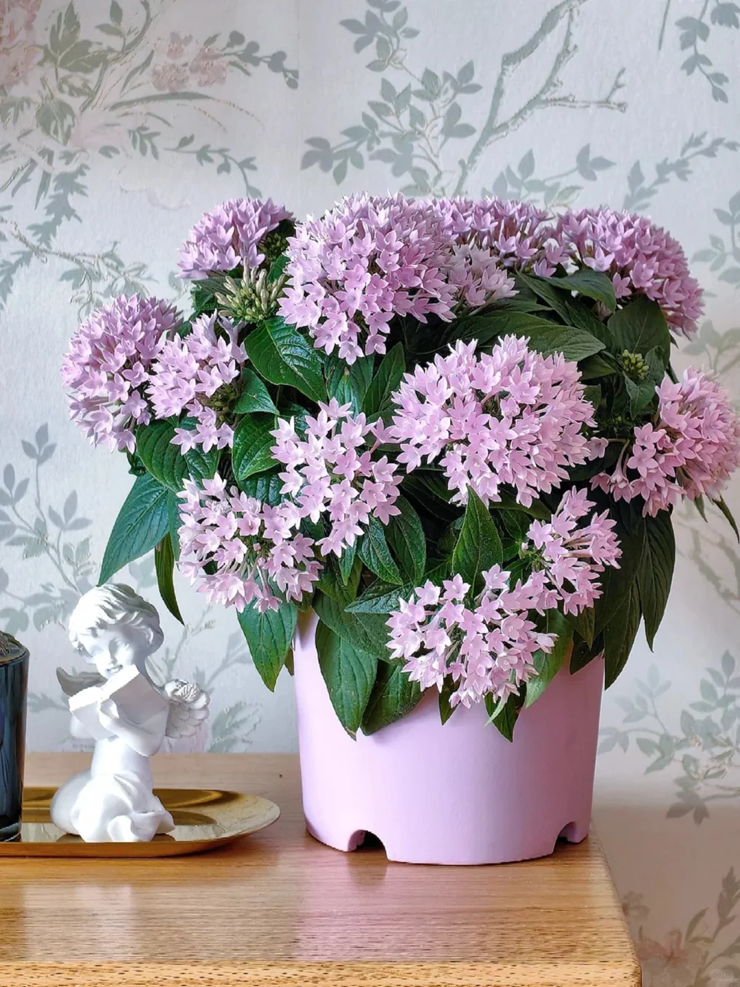 花花盆栽~观花