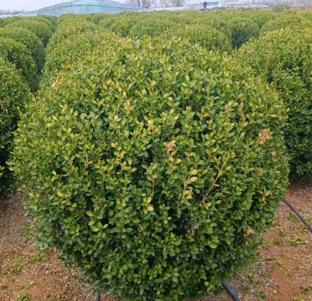 成都绿化工程中的“低调王者”：小叶黄杨球