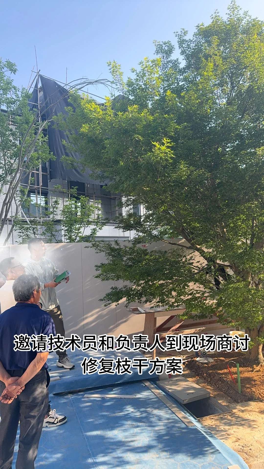 花了40万从日本买了一颗羽毛红枫树