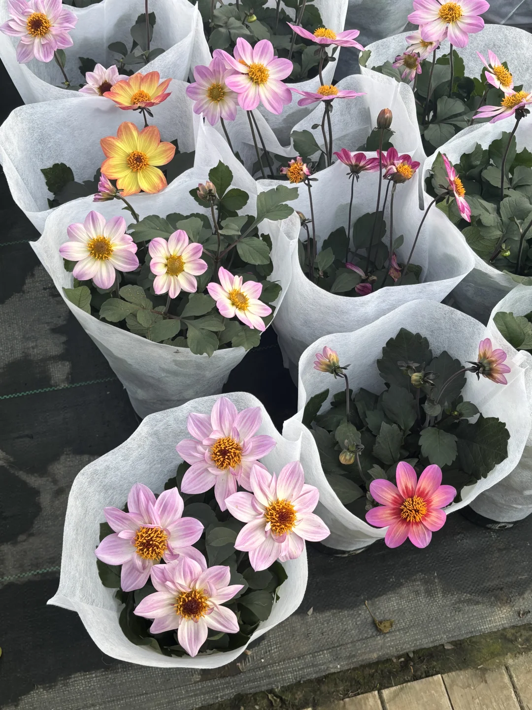 今日幸福感来于花市