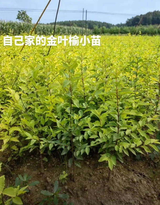 金叶榆小苗有需要的吗，可以出圃了