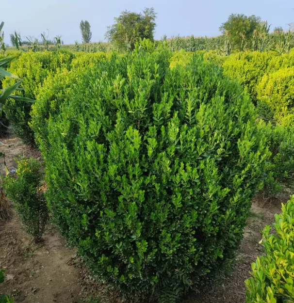 成都绿化工程中的“低调王者”：小叶黄杨球