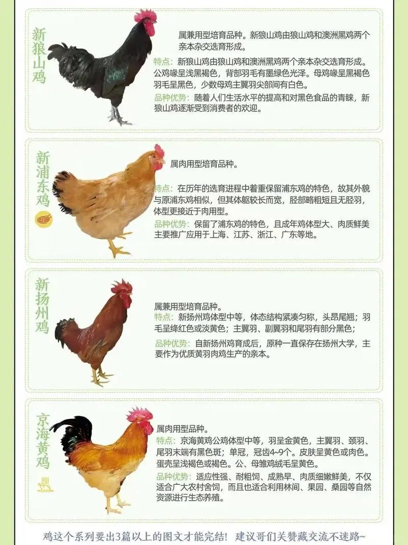 鸡种图鉴三:不止是美味,更是基因库