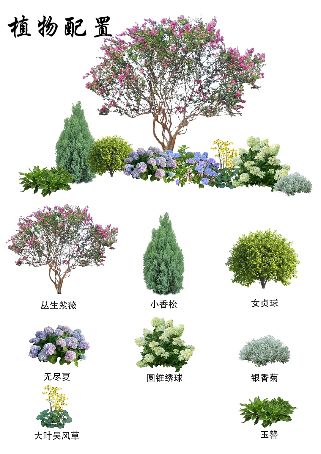 花卉组合（10）