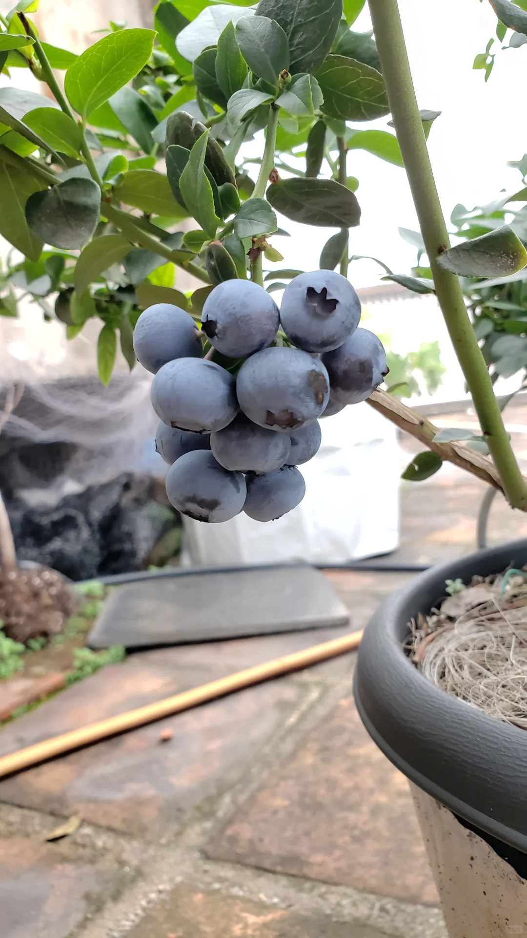 今年的蓝莓燃尽了