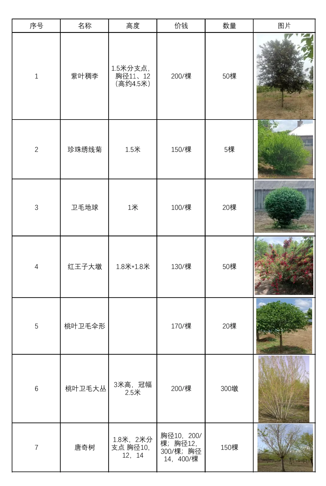 沈阳树苗便宜