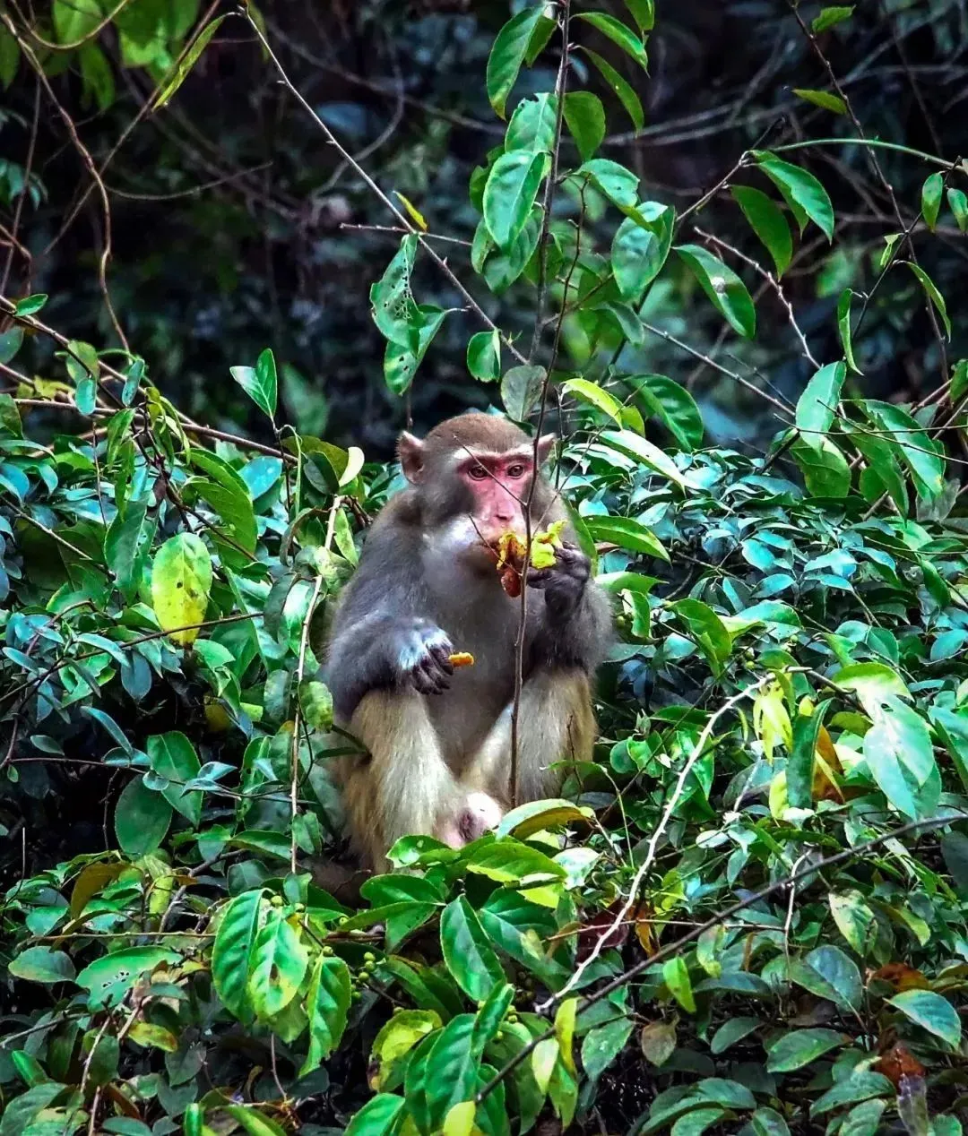 福建隐藏的千年森林！背后故事太戳人了！
