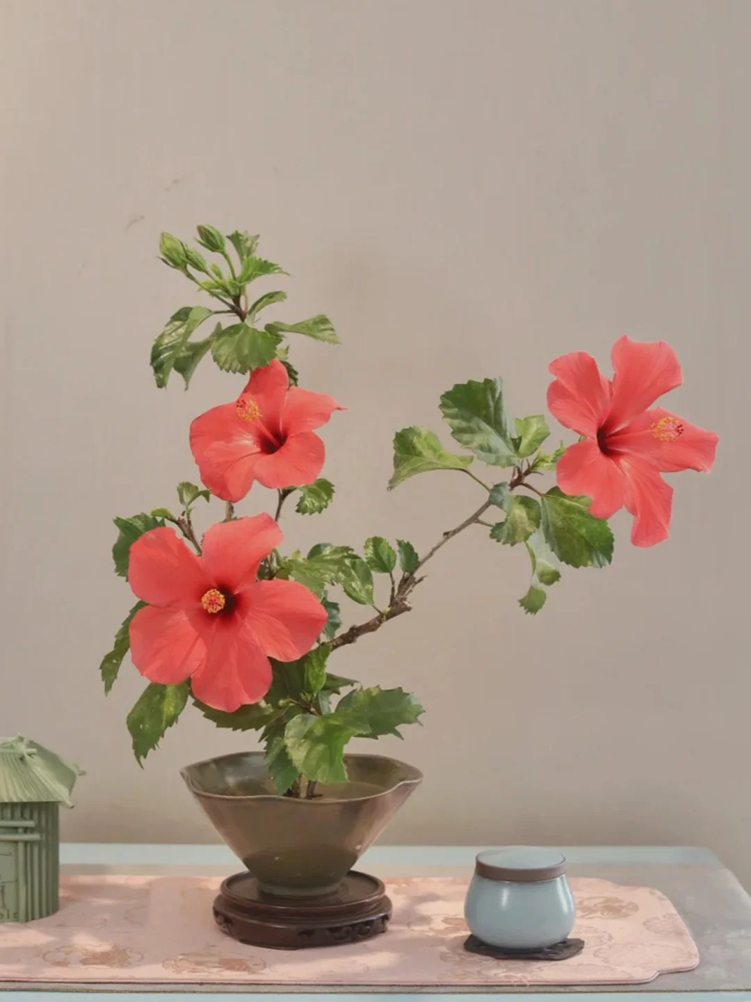 家里养花｜观花盆栽