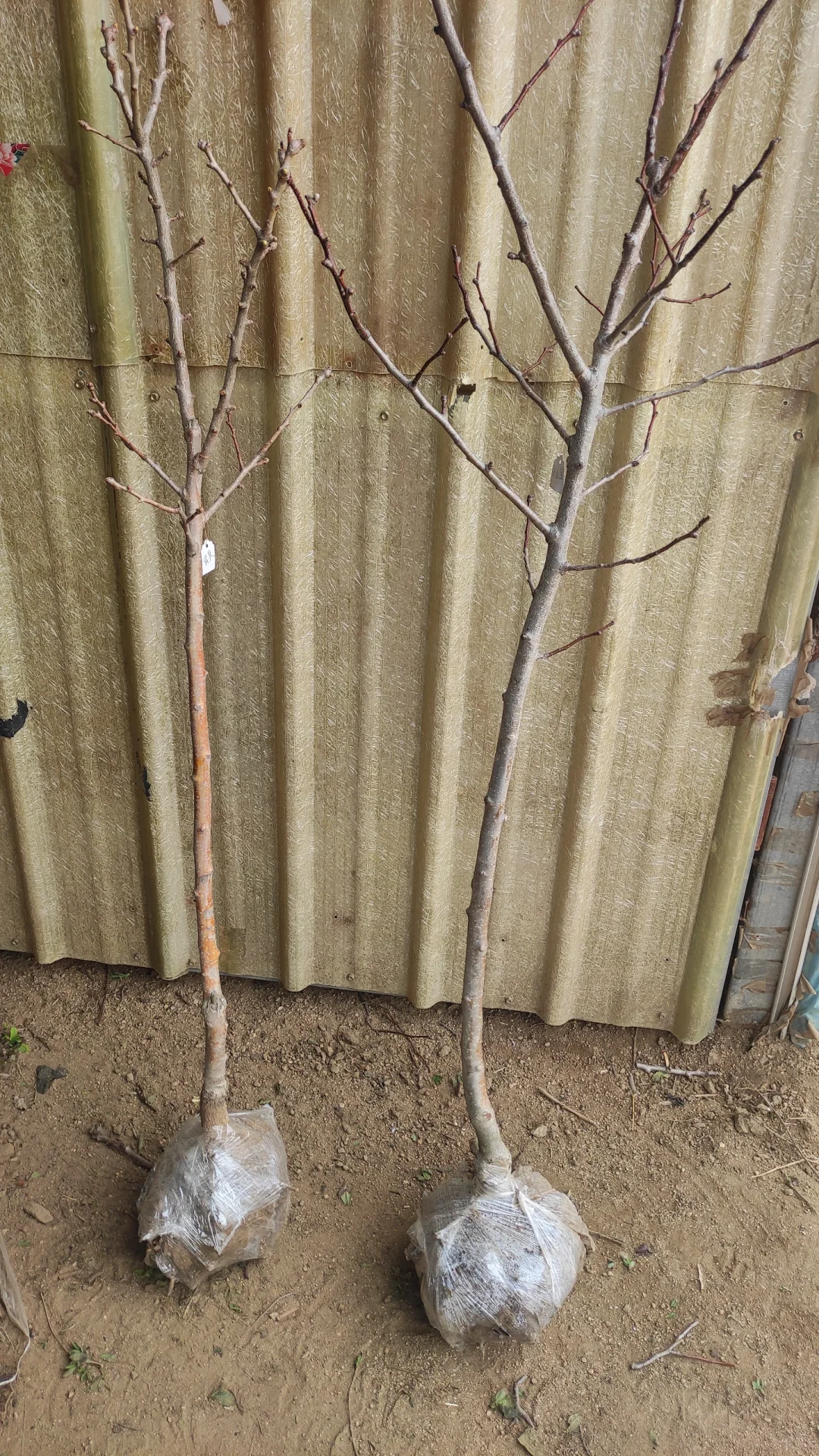 我妈让我发网上,谁买啊