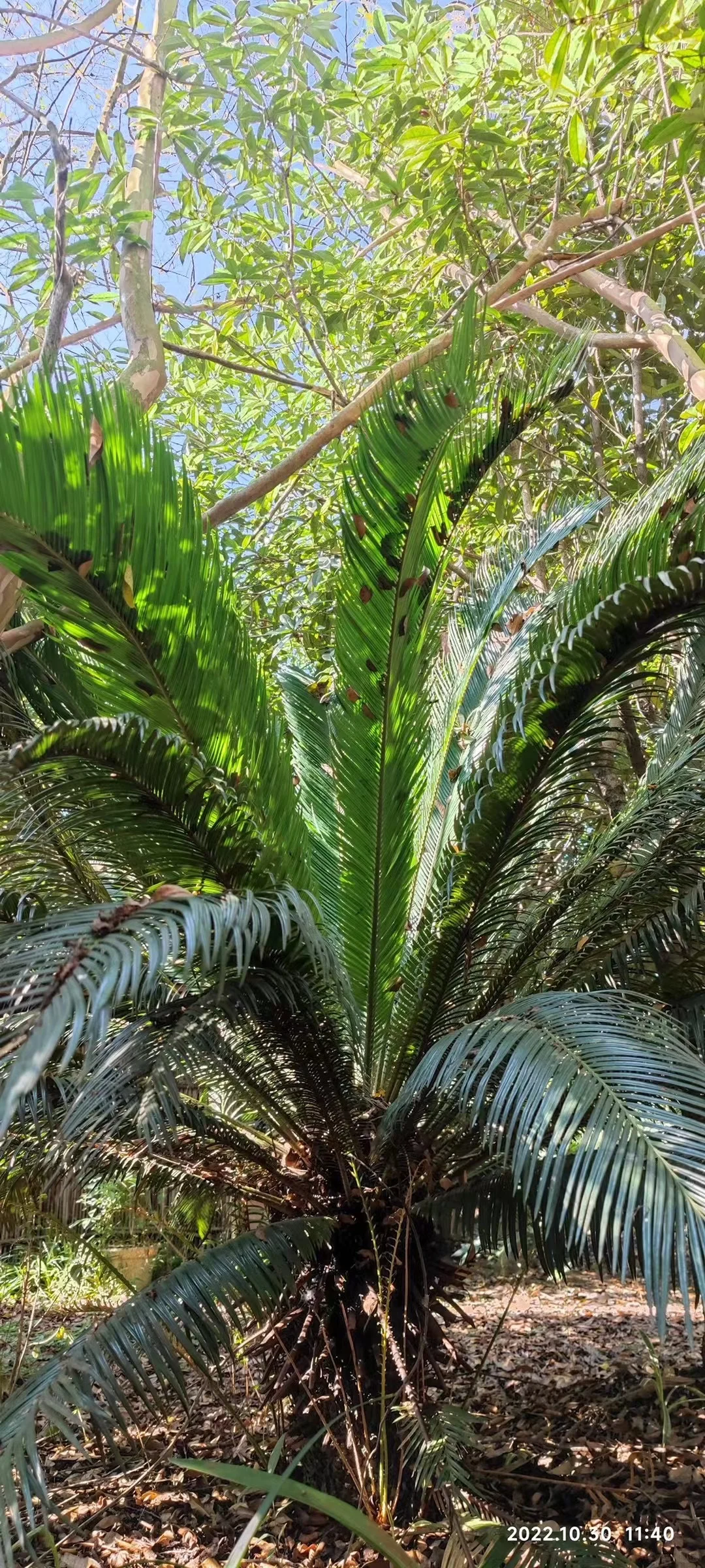 我爸让我把这些树卖出去?