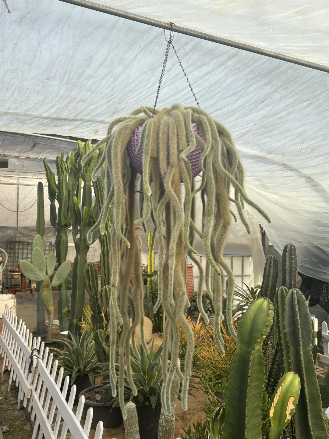 今日幸福感来于花市