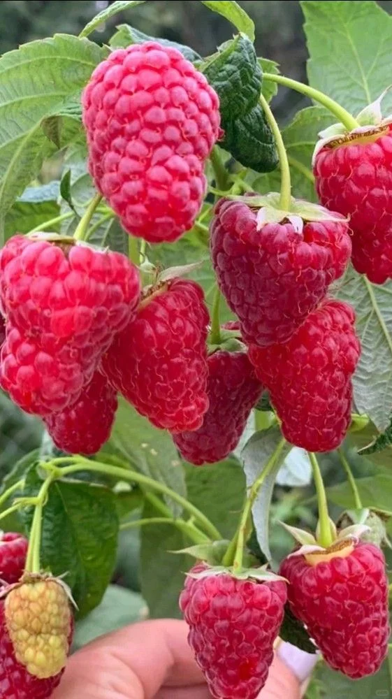 农村长大的孩子都有一段摘树莓的回忆