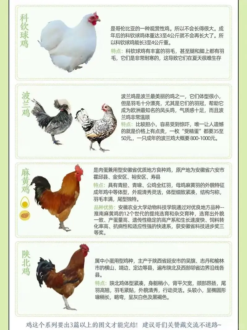 鸡种图鉴三:不止是美味,更是基因库