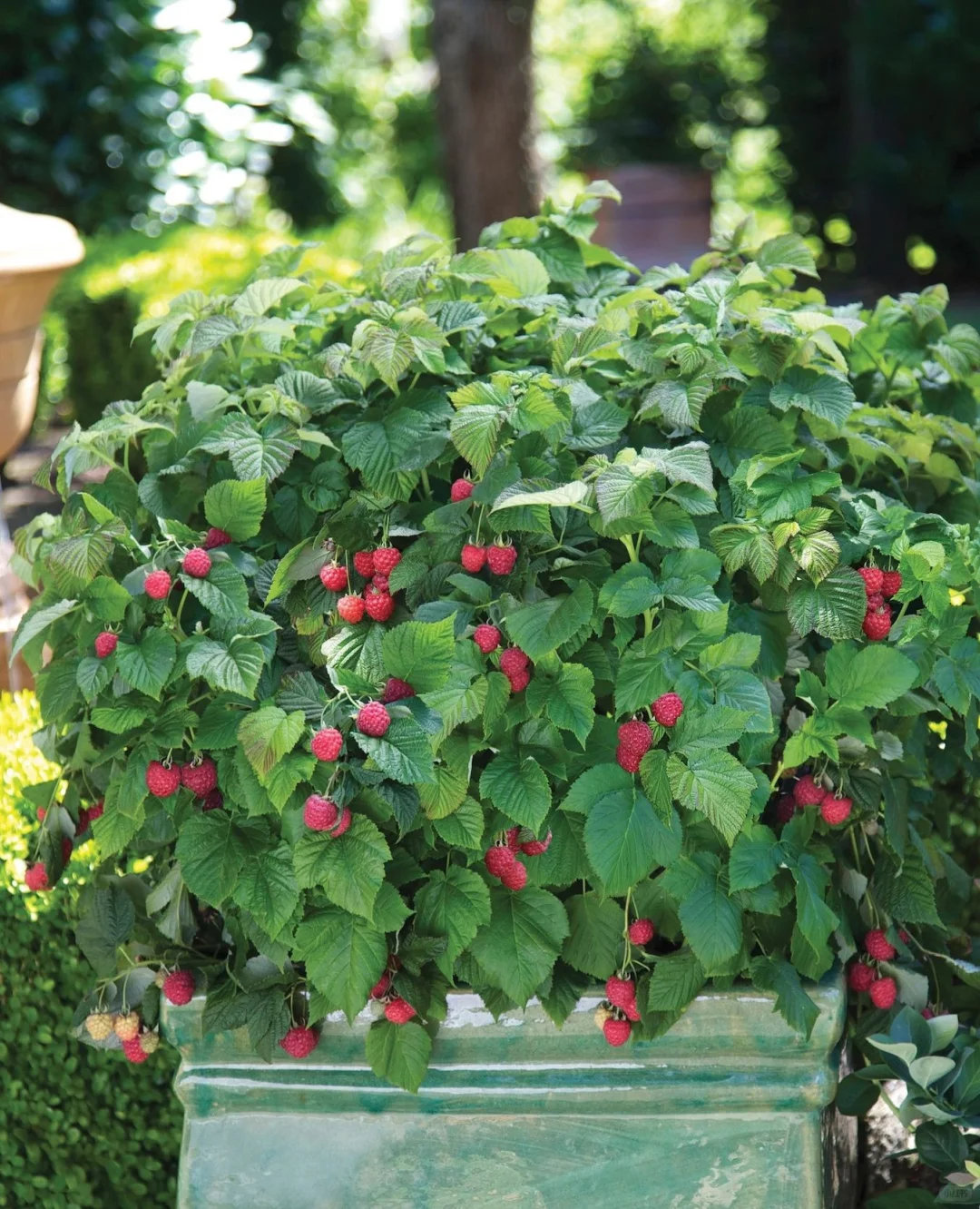 农村长大的孩子都有一段摘树莓的回忆