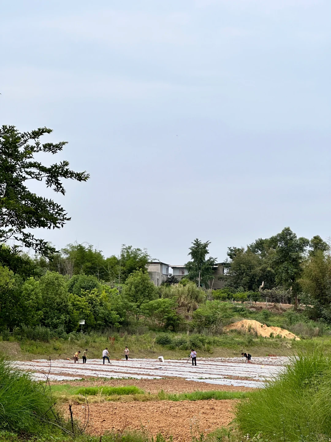 认养农业➕智慧农场，躺赚商业模式