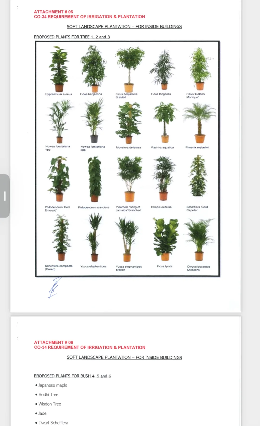 沙特绿化项目 苗木可从国内进口