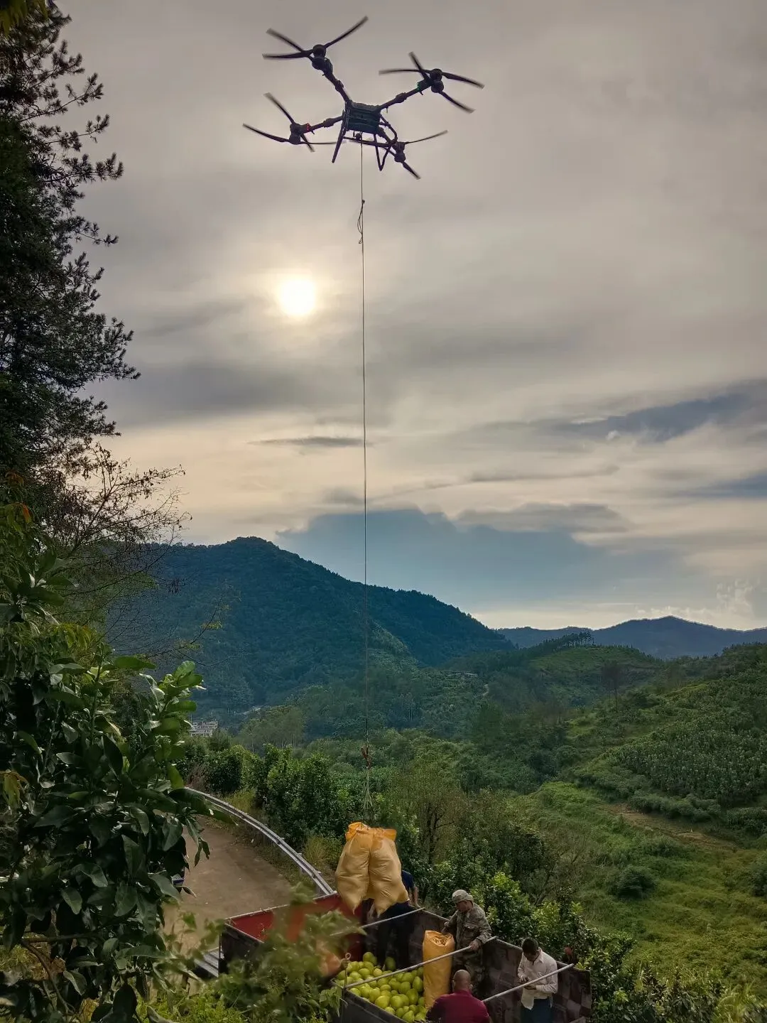 福建平和无人机吊运蜜柚单日量可达15-20吨