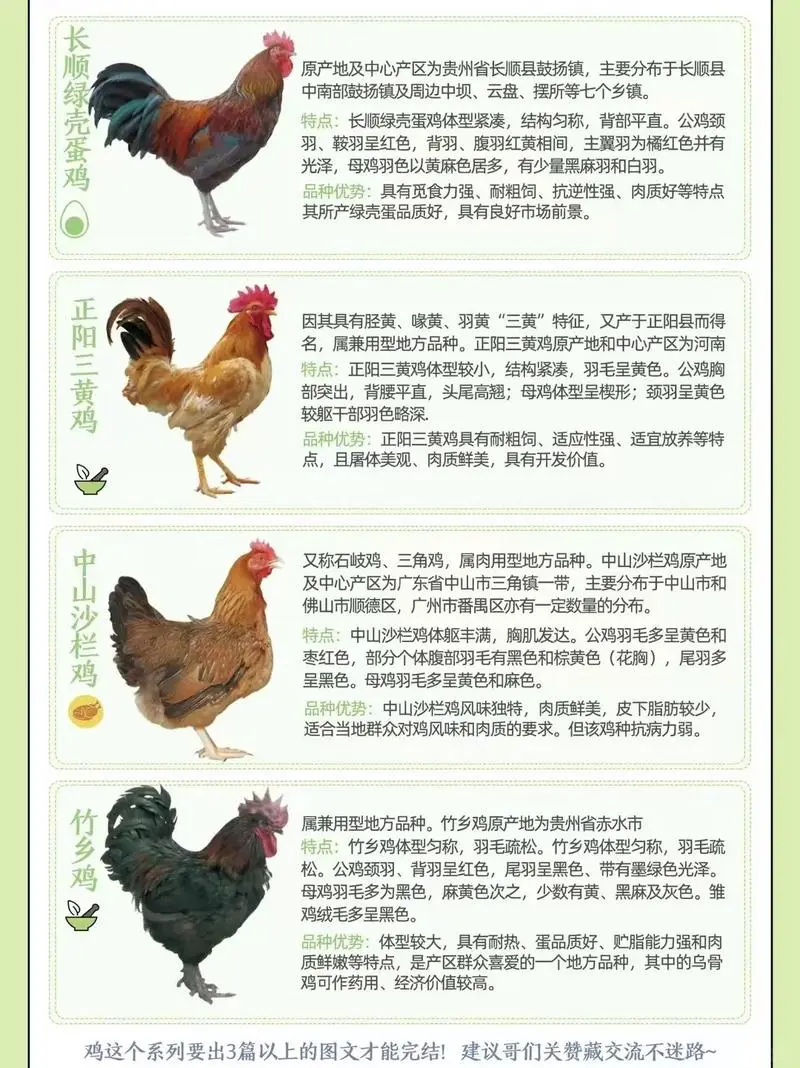 鸡种图鉴三:不止是美味,更是基因库