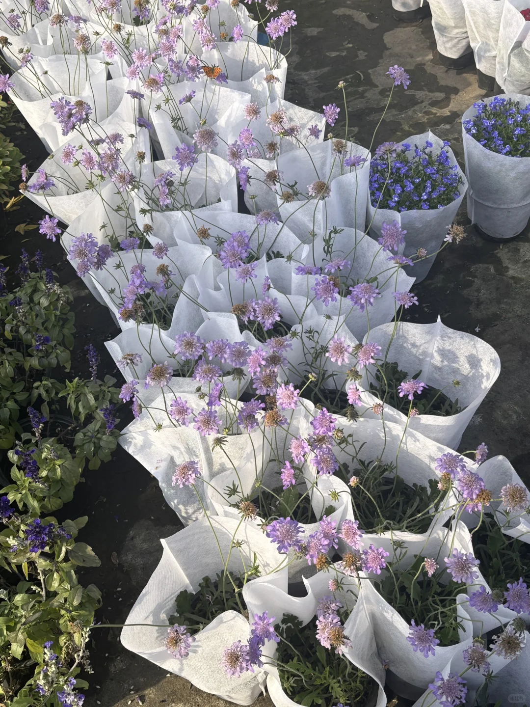 今日幸福感来于花市