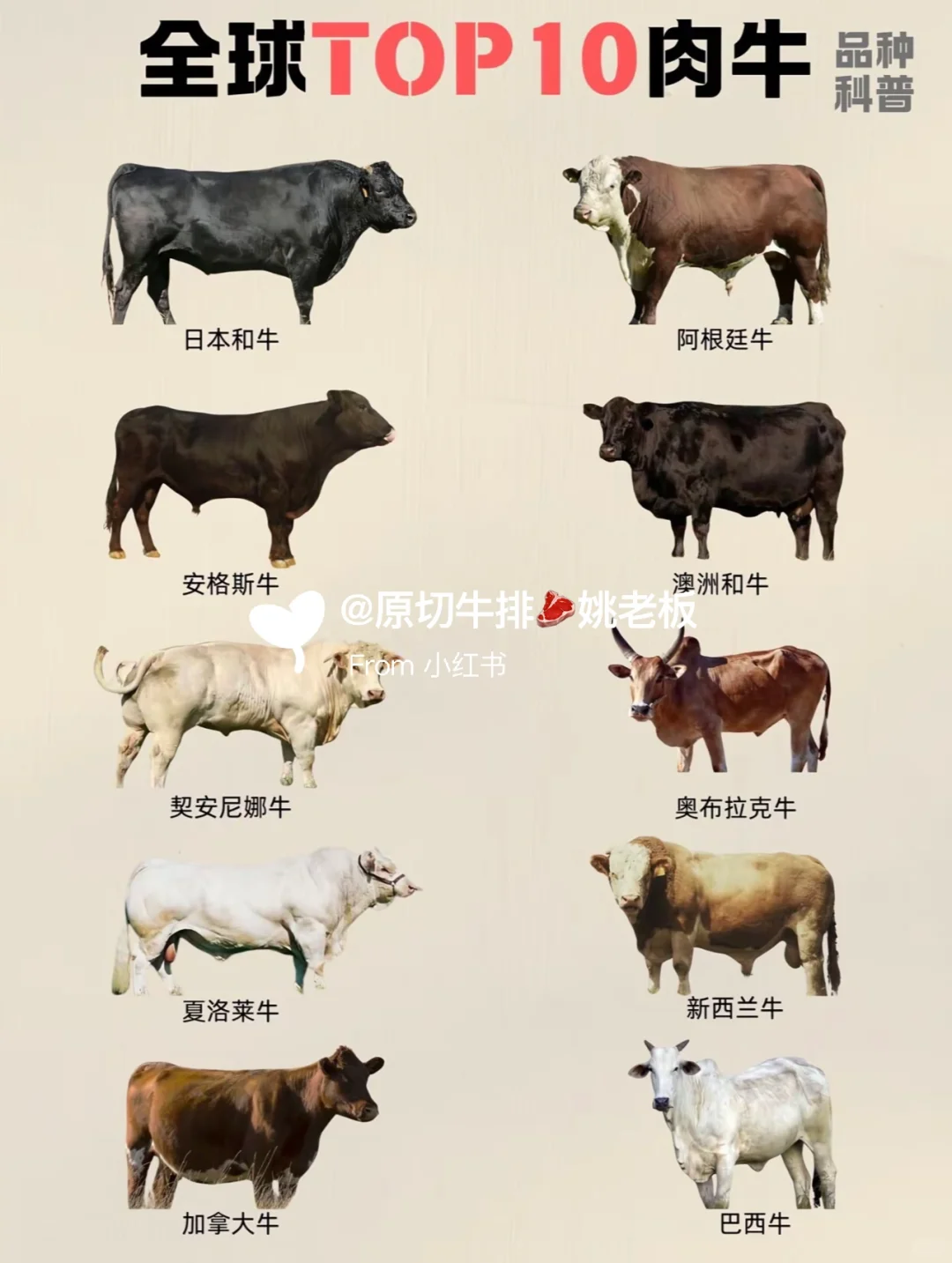 科普全球牛肉品种大合集！