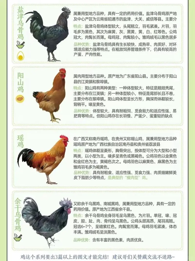 鸡种图鉴三:不止是美味,更是基因库