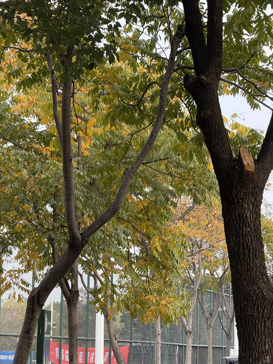 无患子手工真的是进去了难得出来啊