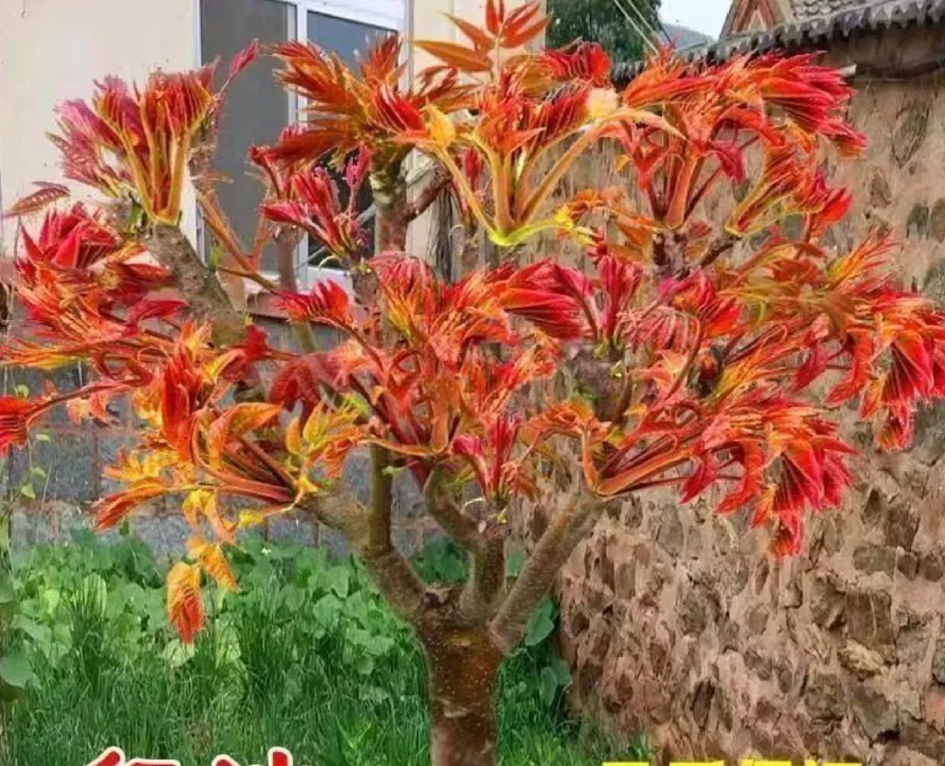 求香椿树苗