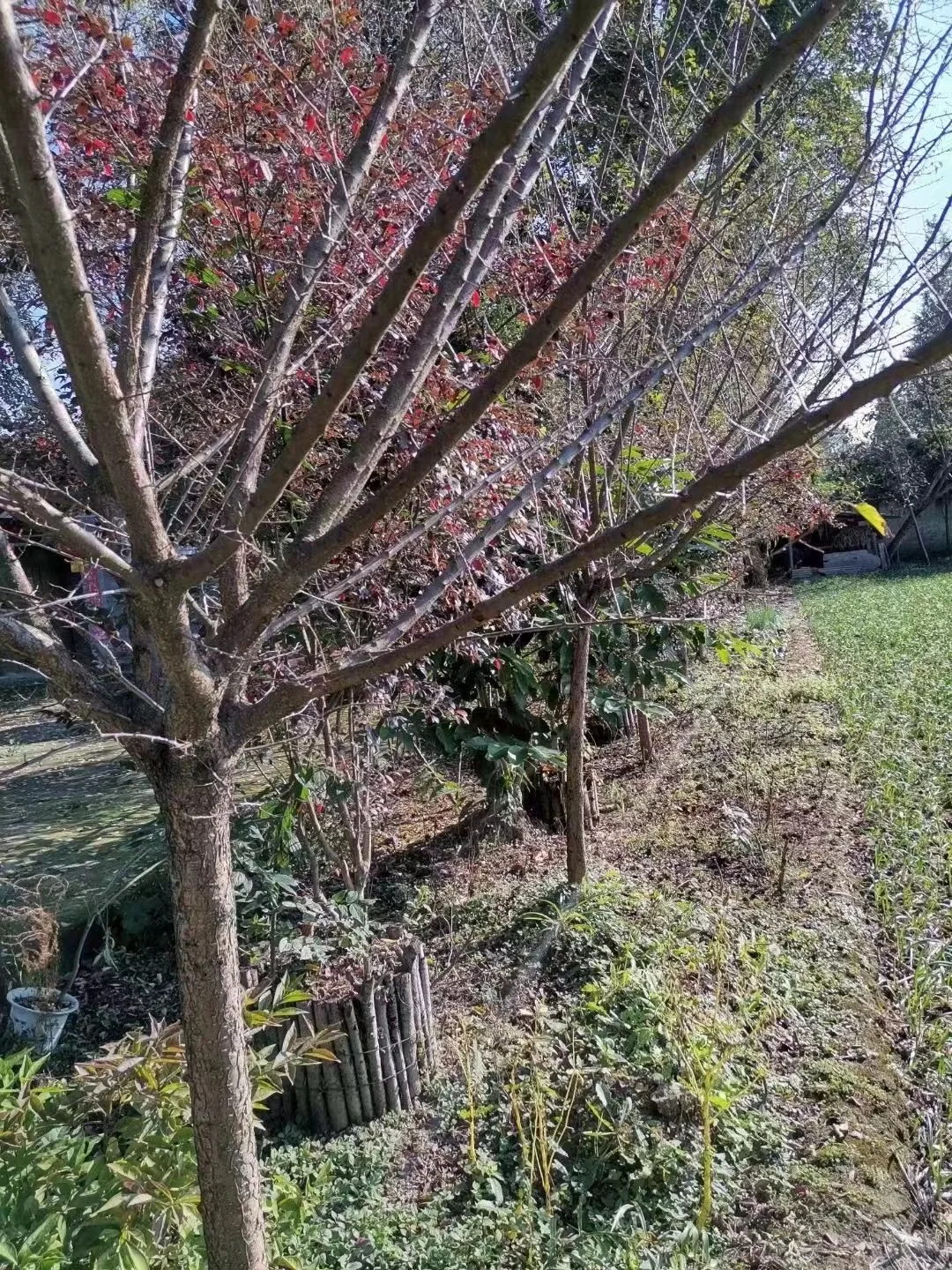 我爸让我把这些树卖出去?