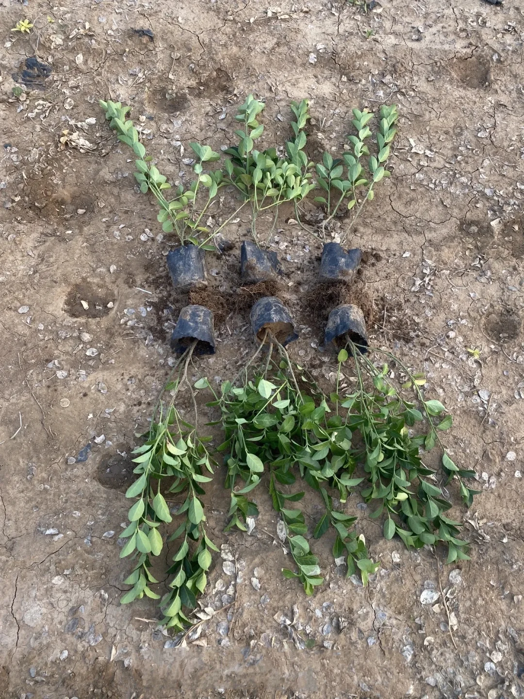 冬青，为毛有需要的吗？