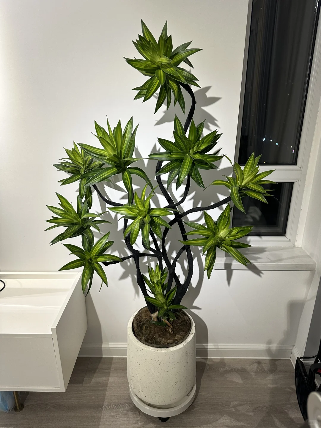 百合竹