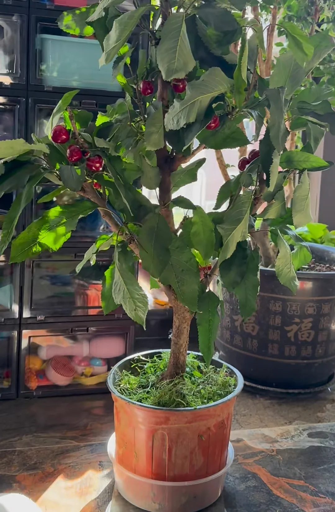 大樱桃车厘子树苗现在种正合适