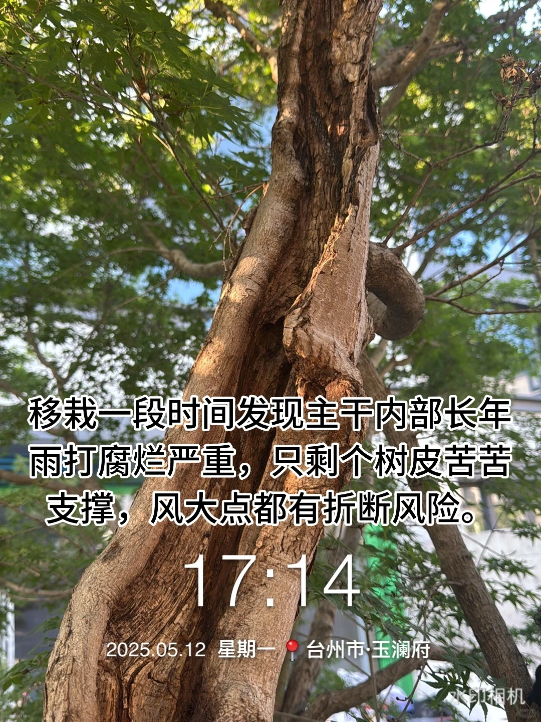 花了40万从日本买了一颗羽毛红枫树